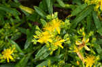 Bushy St. Johnswort